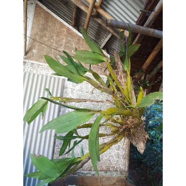 anggrek dendrobium macrophyllum rumpun besar - jumbo -dewasa