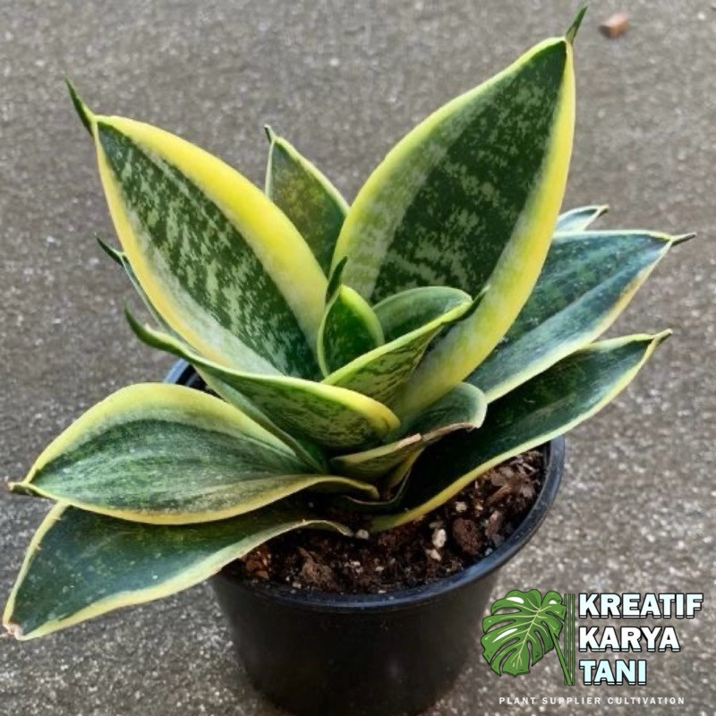 Tanaman hias sansivera lidah mertua mini - Lidah mertua mini