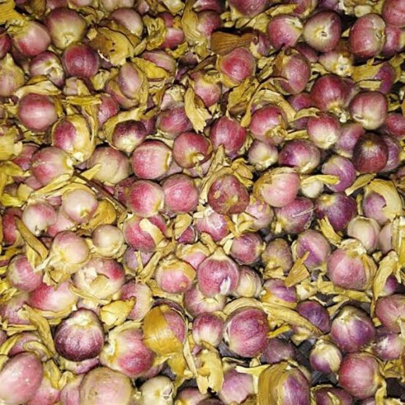 

COD Kapulaga Basah Pilihan 1Kg Langsung Dari Petani AF
