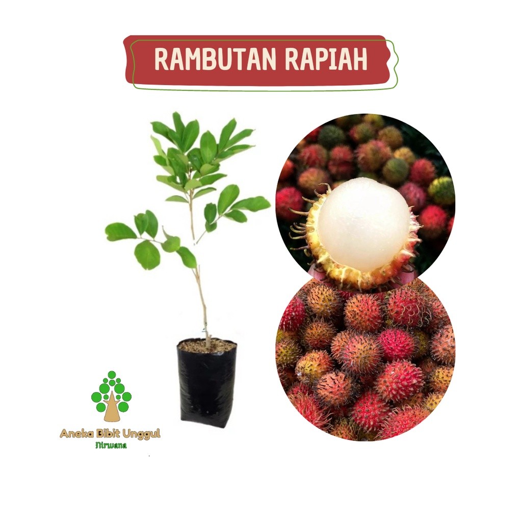 BIBIT RAMBUTAN RAPIAH - RAMBUTAN RAPIAH - BIBIT RAMBUTAN - RAMBUTAN - BIBIT RAMBUTAN RAPIAH OKULASI