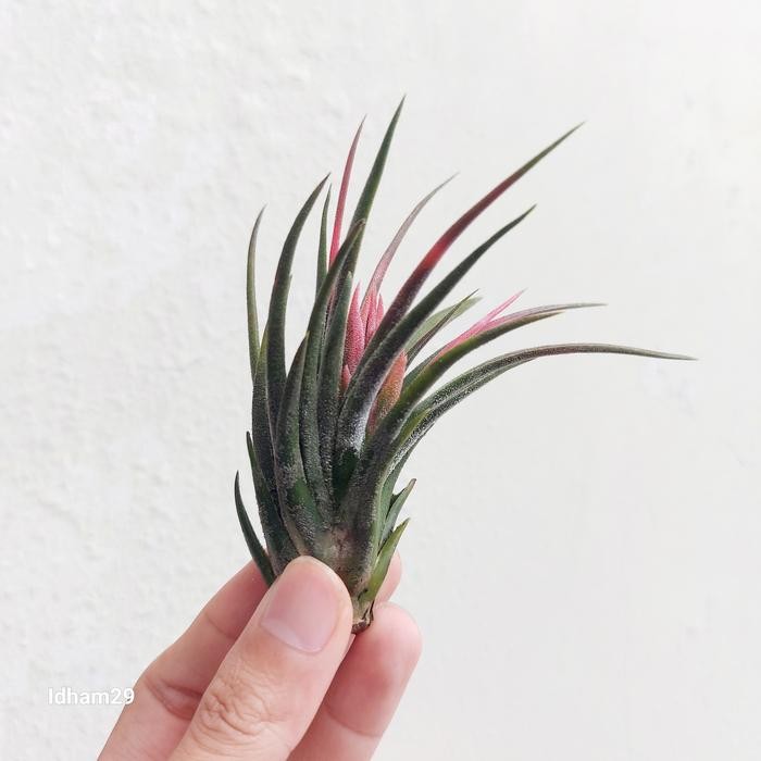 Tillandsia Shrimp Cocktail