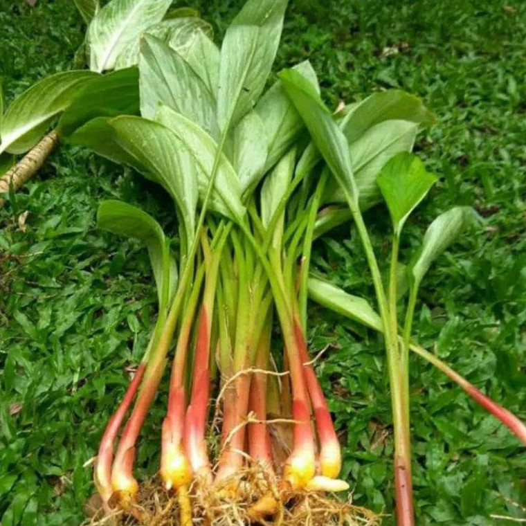 

Promo bibit temu kunci siap tanam beli 5 gratis 1