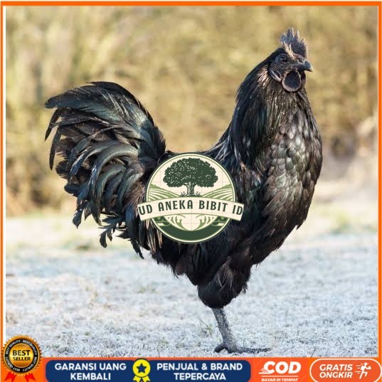 

Telur ayam cemani / telur ayam hias / telur fertil siap tetas UD ANEKA BIBIT ID