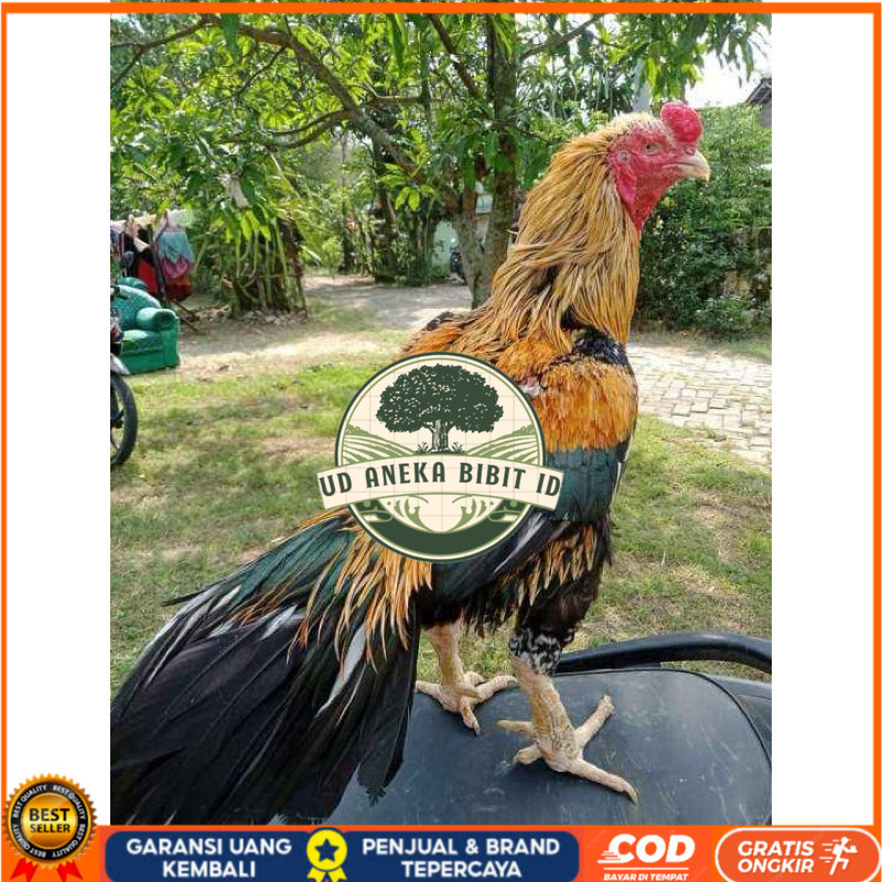 

TELUR FERTIL AYAM BANGKOK KLASIK JUMBO UNTUK DI TETASKAN UD ANEKA BIBIT ID