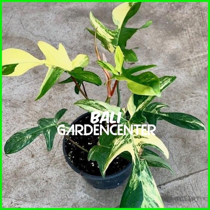 Tanaman Hias Philodendron Florida Beauty Variegated