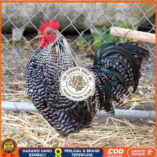 

Telur ayam barred plymouth rock / telur ayam hias fertil siap cod UD GHANIYY BIBIT ID