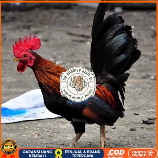 

Telur ayam serama / kate lokal fertil siap ditetaskan UD GHANIYY BIBIT ID