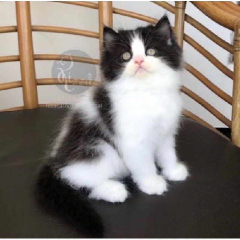 Kucing Persia Anggora Himalaya Ragdoll Kitten