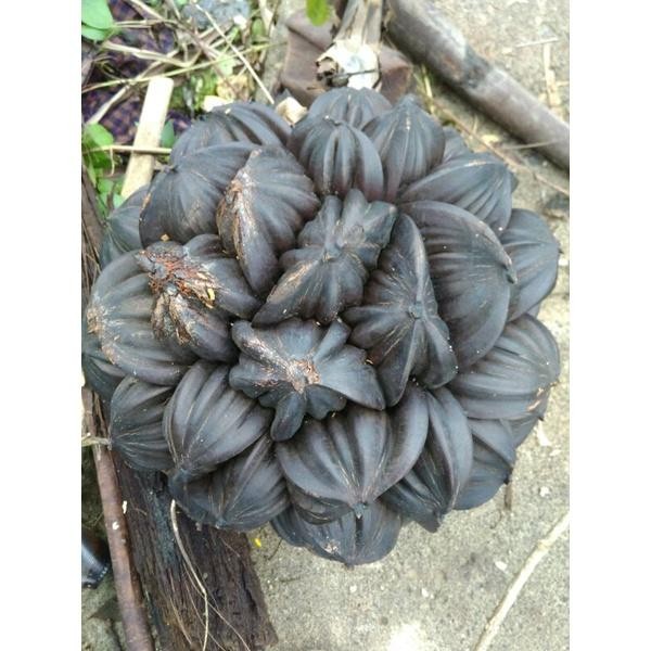 benih Buah Nipah/Buah dahon tua untuk benih dan herbal
