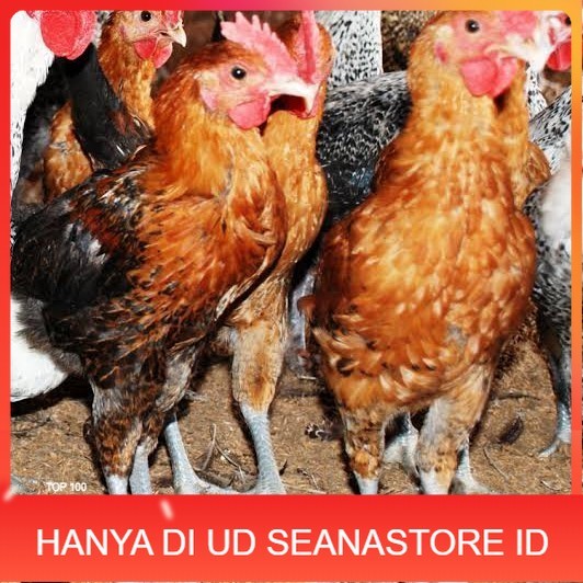 

Telur ayam elba petelur handal fertil asli siap ditetaskan - telur-ayam-elba UD SEANASTORE ID