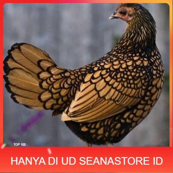 

Telur ayam serama / kate batik italy kanada fertil asli siap tetas UD SEANASTORE ID