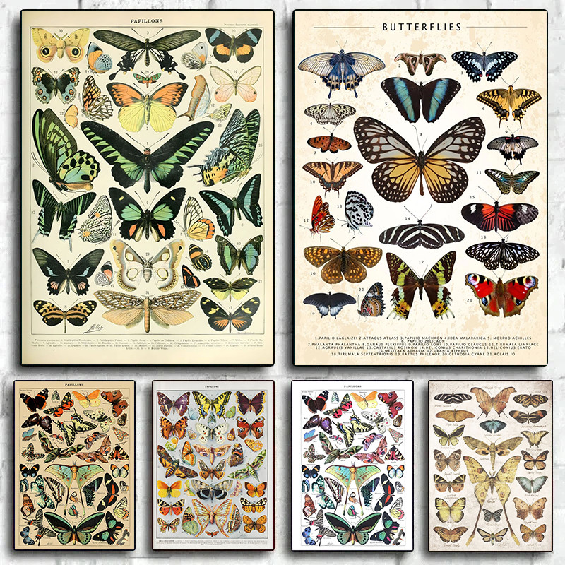 

Vintage Butterfly And ects Collection Chart Poster Canvas Painting Retro Aesthetic Art Wall Picture Living Room Home Decor