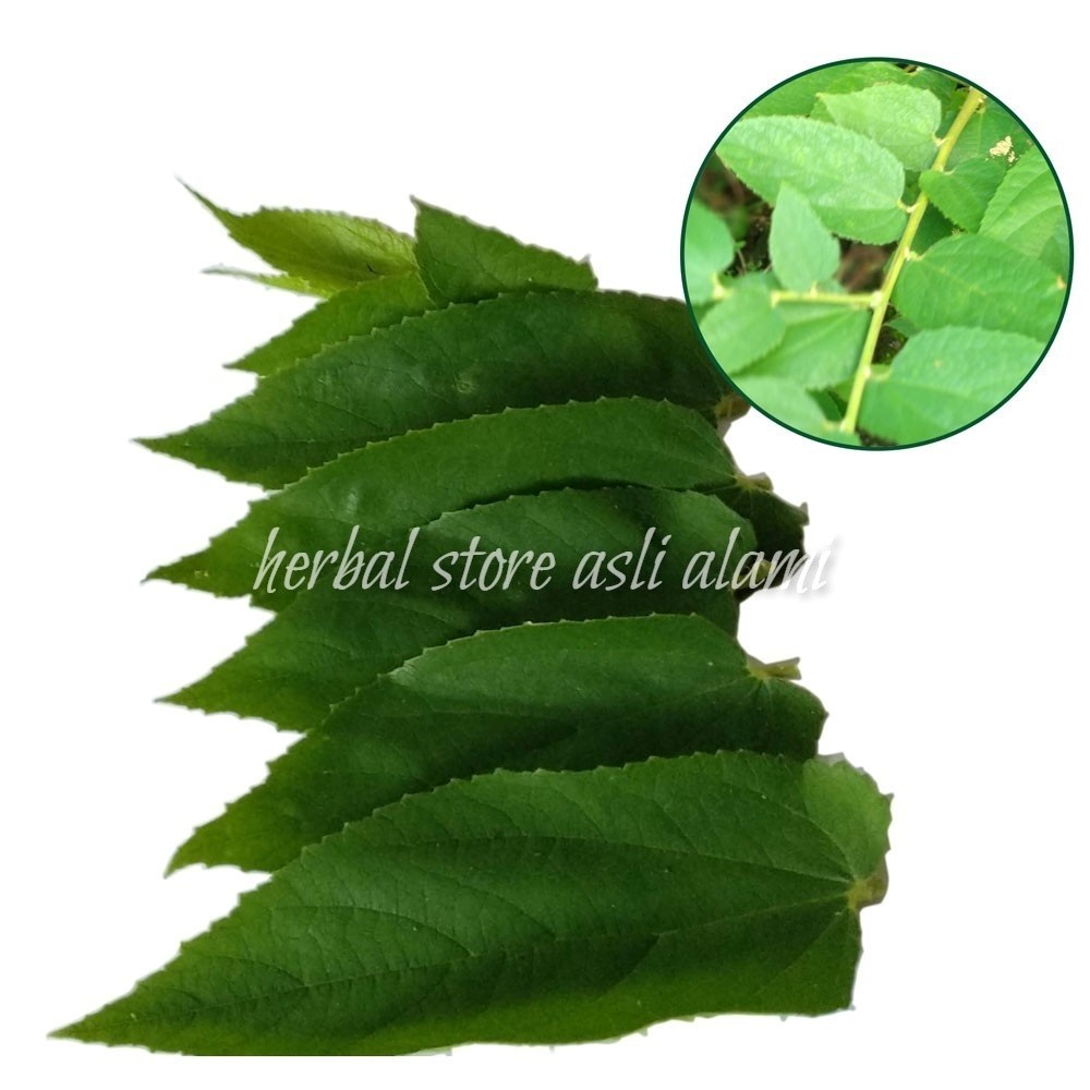 

Daun kersen segar 100 lembar pencegah diabetes