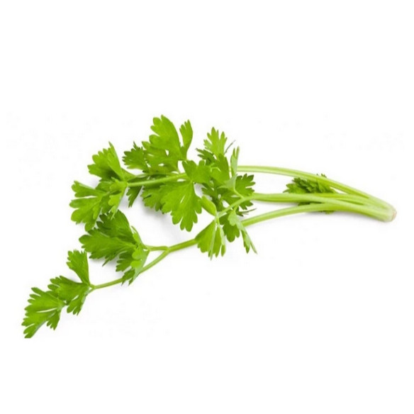 

Daun Seledri Segar Cocok untuk segala masakan