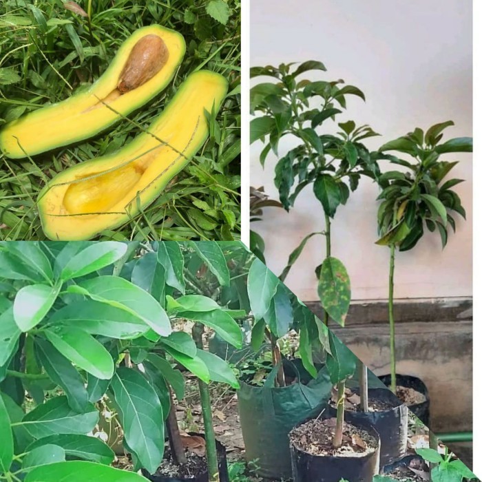 Bibit Alpukat Kelud 1 Meter Up