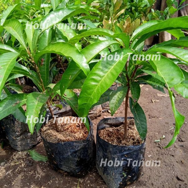 ( PAKET MURAH ) Bibit Sawo Mentega alkesa cepat berbuah kualitas unggul bibit sawo alkesa bibit bisb