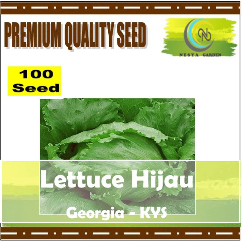 100 Benih Lettuce Hijau Selada Lettuce Hijau Benih Sayur - Benih Sayuran Selada Letuce