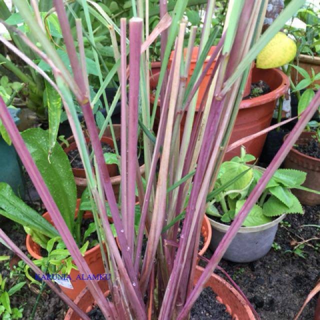 

Readyy Serai wangi serai merah segar 500gram siap ambil ke kebun
