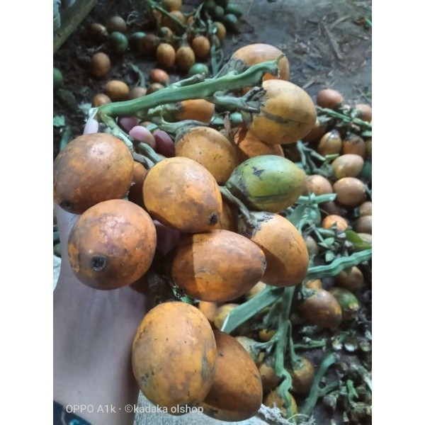 

BUAH PINANG TUA 500gr BUAH PINANG BETARA BUAH JAME JAMBE TUA