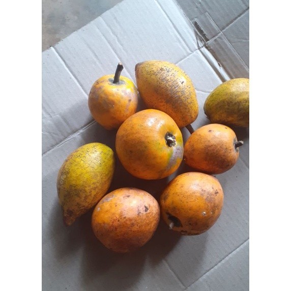 

buah alkesah 1kg fresh