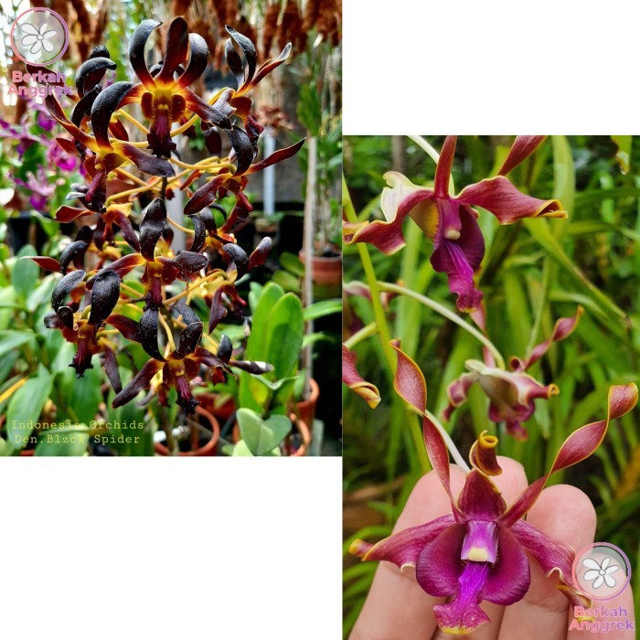A.L Anggrek Dendrobium Kriting Silangan Batang Hitam Kondisi Dewasa - BlackSpXRSS