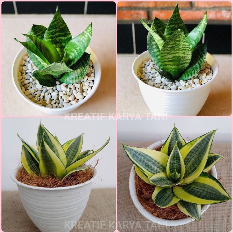 Paket 2 sansivera mini golden - Sansivera mini hijau