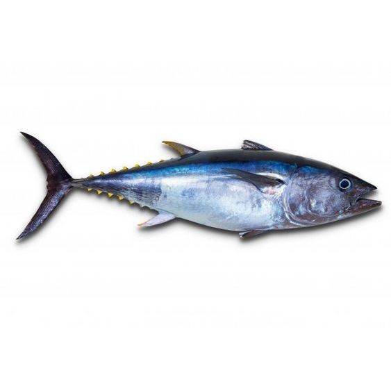 

Ikan Tongkol Fresh Pcs