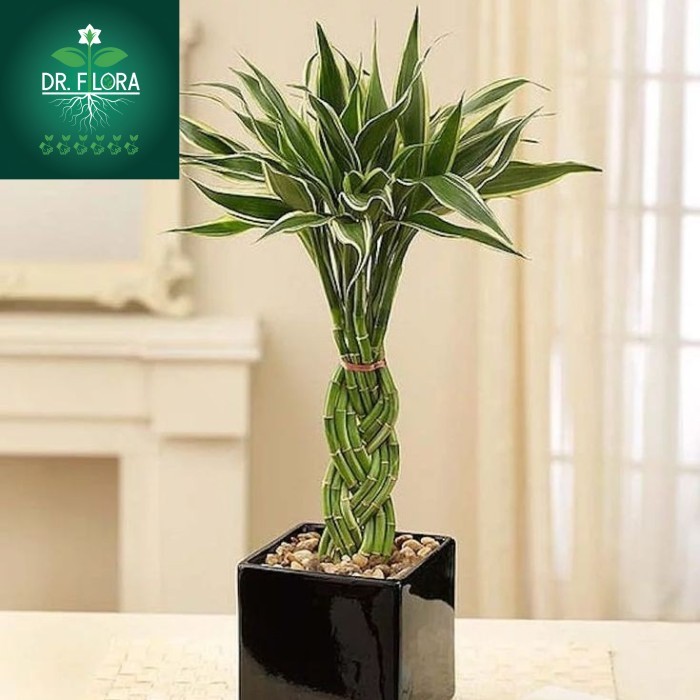 tanaman hias sri rejeki bambu hoki kepang - sri rejeki bambu hoki