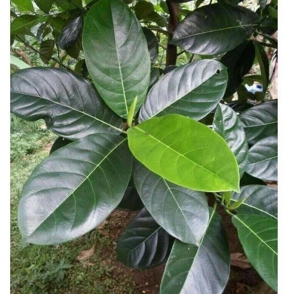 

Jual Promo 1 Kg Daun Nangka Segar Kesehatan Herbal Diabetes Kangker DLL AF