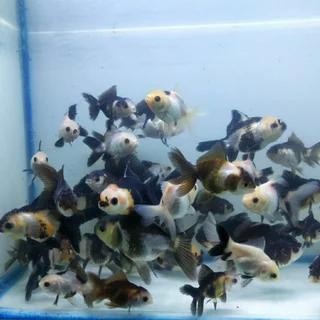 koki oranda panda 3c