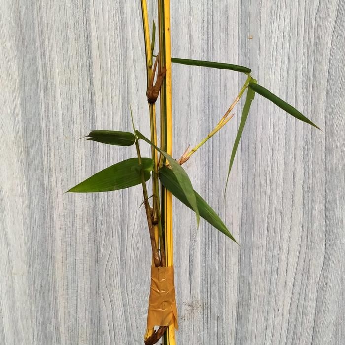 BIBIT BAMBU KUNING. ASLI BUKAN PLASTIK 1KG