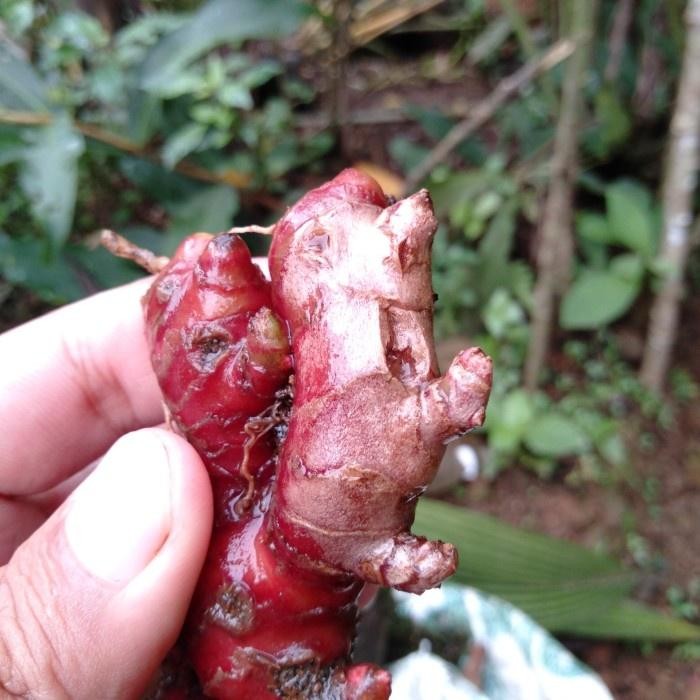 

jahe merah segar asli 100 gram
