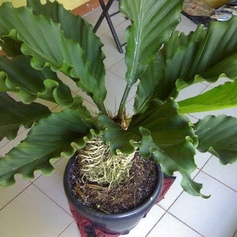 tanaman hias gelombang cinta anthurium dewasa