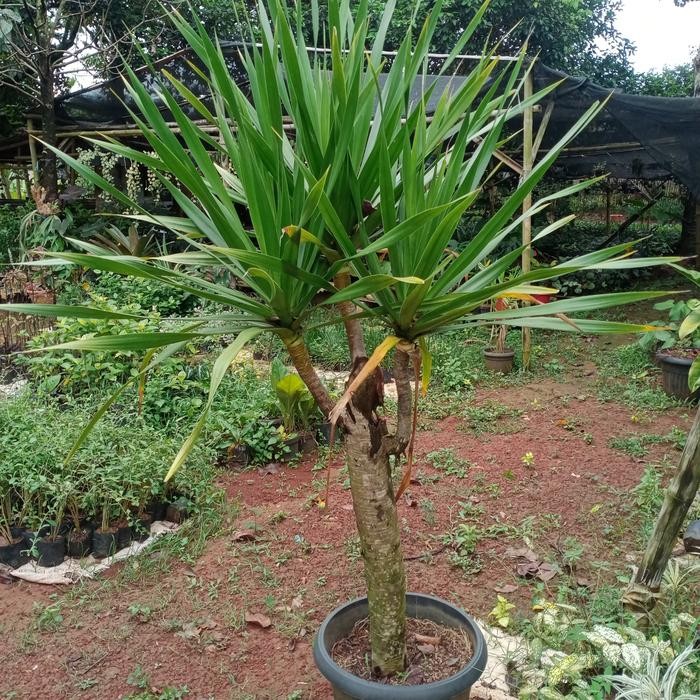 pohon pandan bali cabang 3