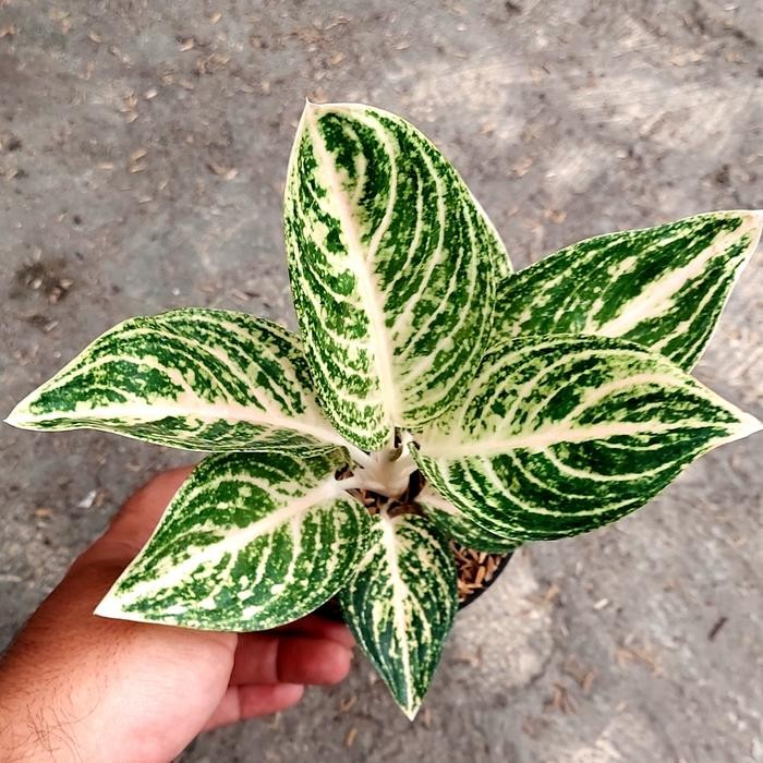 Aglonema Widuri Putih