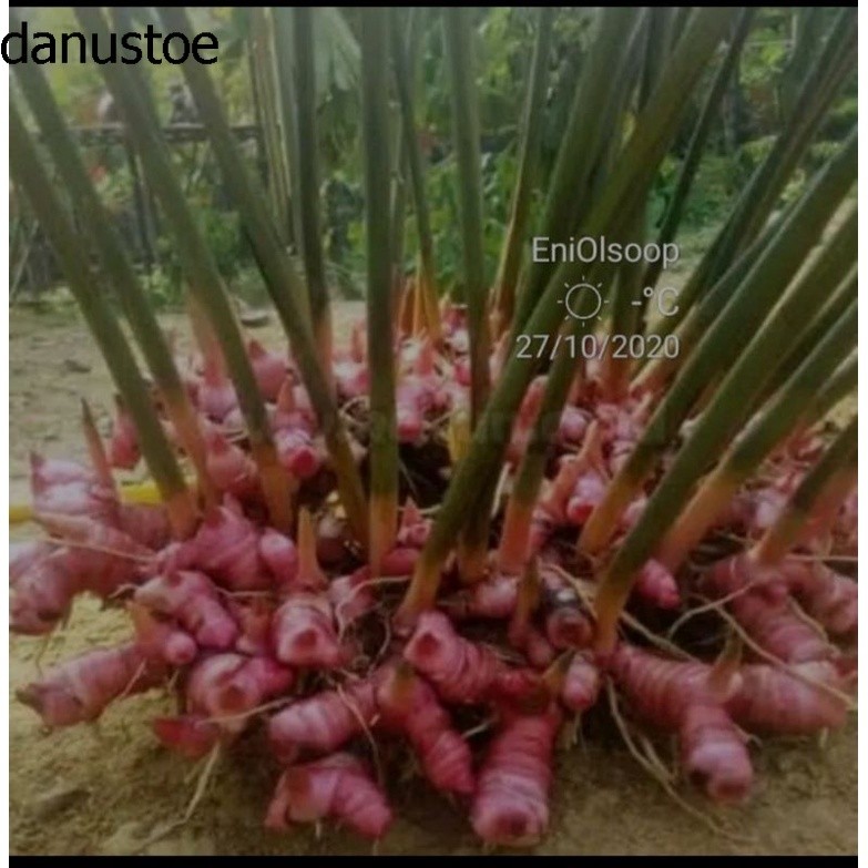 bbit lengkuas merah/lengkuas merah bisa buat bbit
