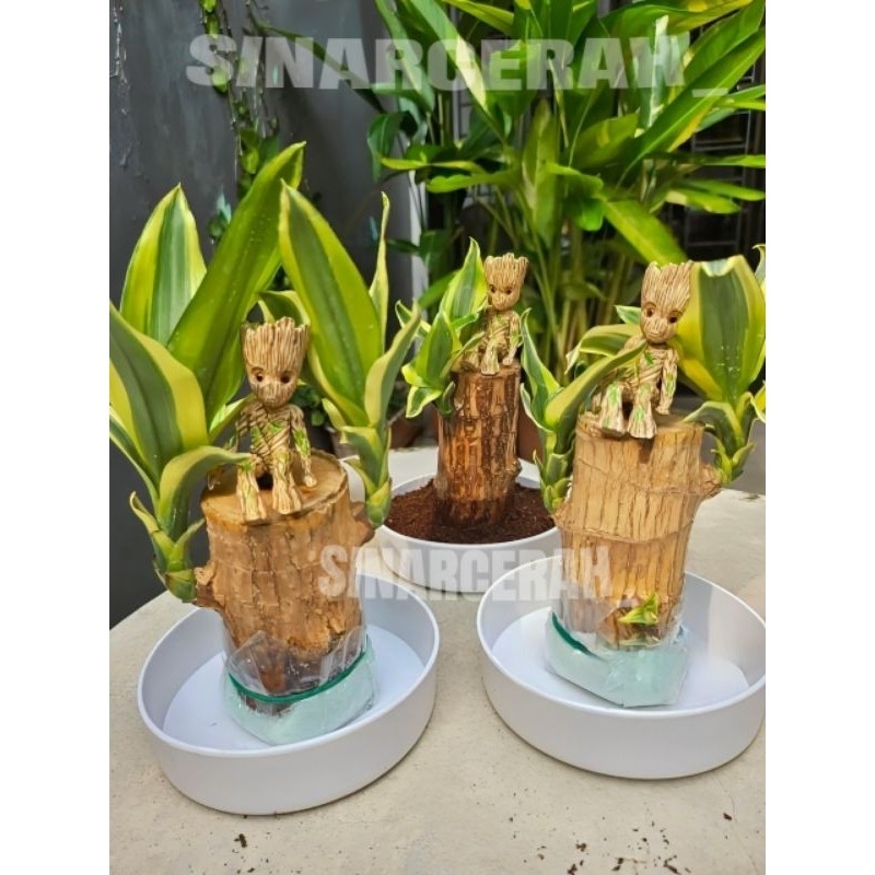 

Brazilian Wood bahan bonsai T:15cm