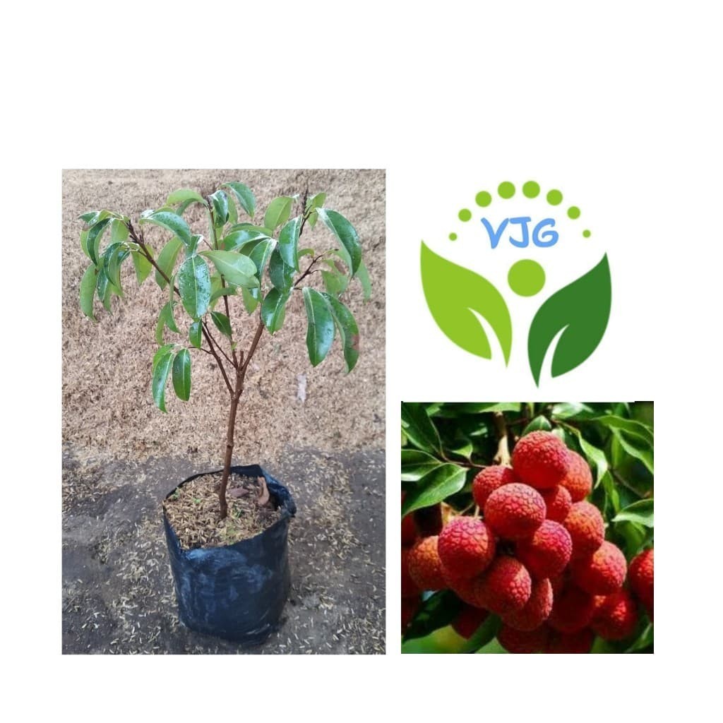 Bibit Buah Leci Merah/Leci kom/Pohon Leci/Tanaman Hidup