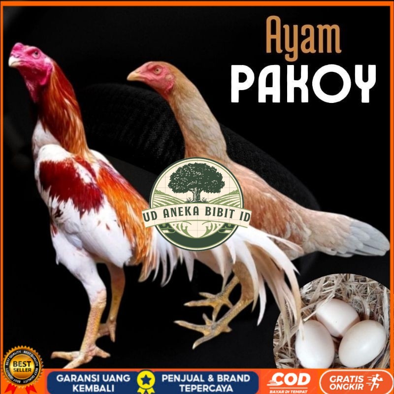 

telur ayam pakhoy ori thailand petarung untuk di tetaskan UD ANEKA BIBIT ID