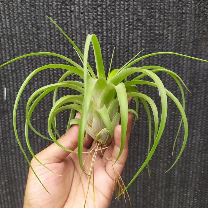 Tillandsia Eric Knobloch Remaja - Eric Knobloch