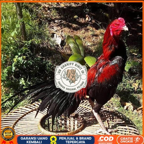 

Telur ayam bangkok ekor lidi / telur ayam hias fertil siap kirim UD GHANIYY BIBIT ID