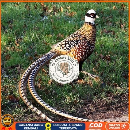 

Telur ayam hias ringneck reeves pheasant fertil untuk ditetaskan UD GHANIYY BIBIT ID