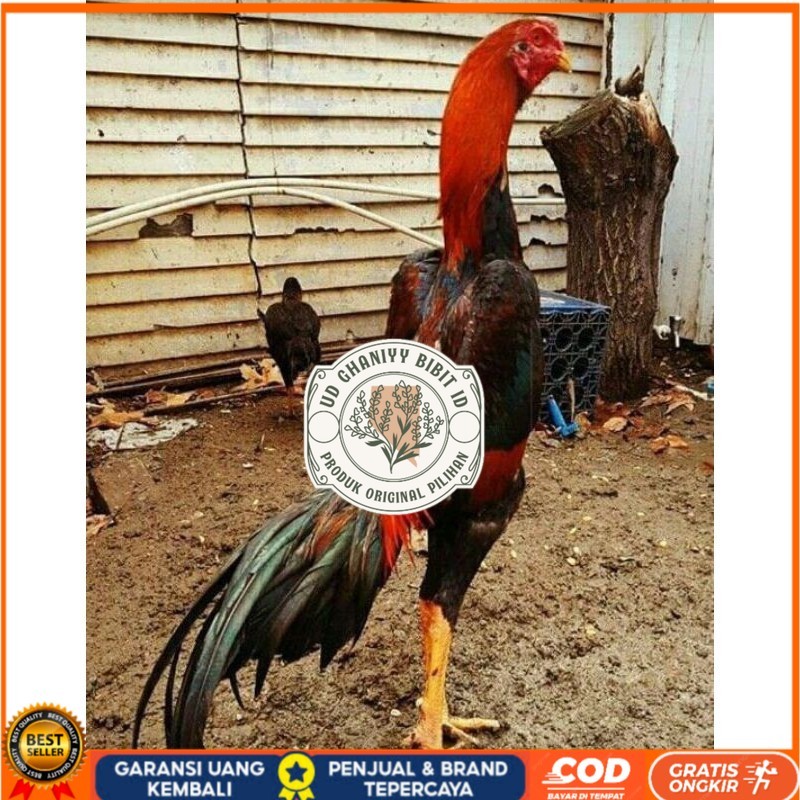 

PAKET MURAH 3 EKOR TELUR SHAMO (Cod) UD GHANIYY BIBIT ID