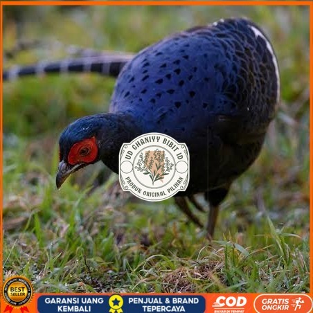 

Telur ayam hias ringneck mikado pheasant fertil bisa ditetaskan Langsung UD GHANIYY BIBIT ID