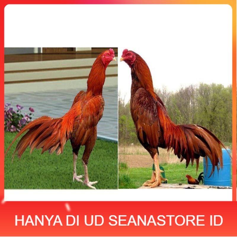 

BIRMA SUPER TELUR FRESH MURAHH.... UD SEANASTORE ID