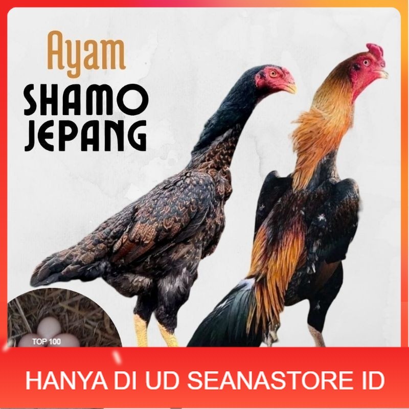 

telur ayam shamo jepang ori petarung bisa untuk di tetaskan UD SEANASTORE ID