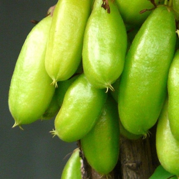 

buah belimbing wuluh pasar online makassar