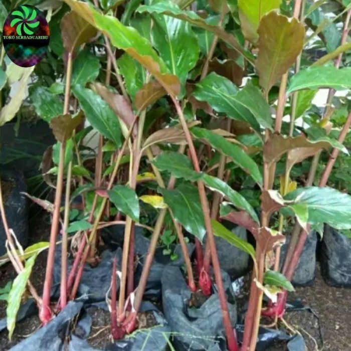 

Extra Herbal bibit kecombrang merah honje hijau - merah mini