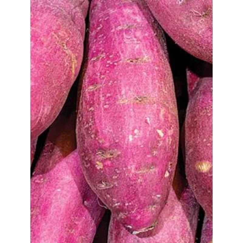 

termurah ubi ungu cilembu ready stok #laris