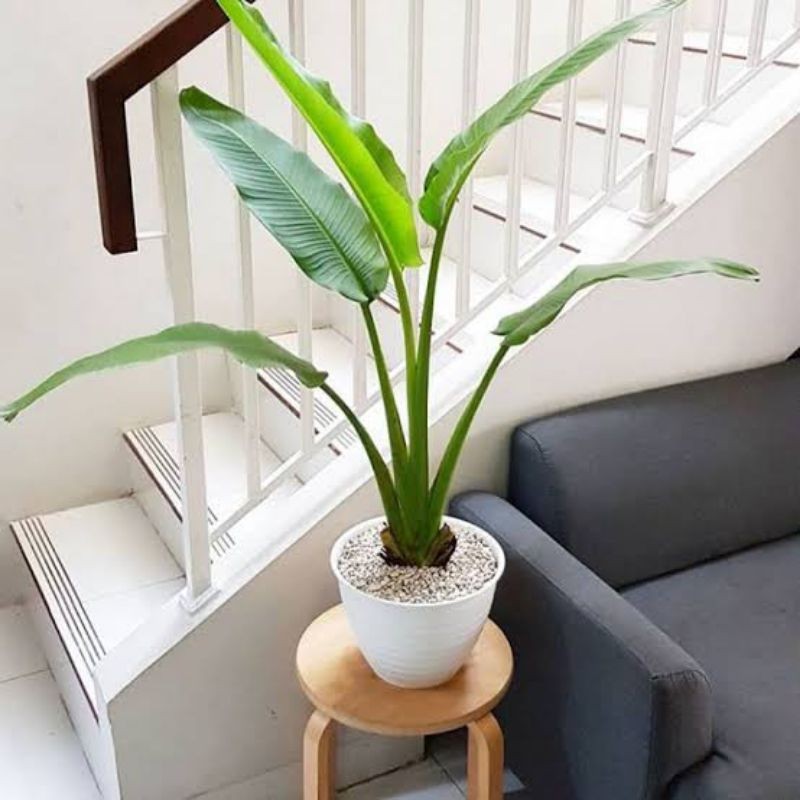 Bibit Tanaman Pisang Kipas - pisang kipasan